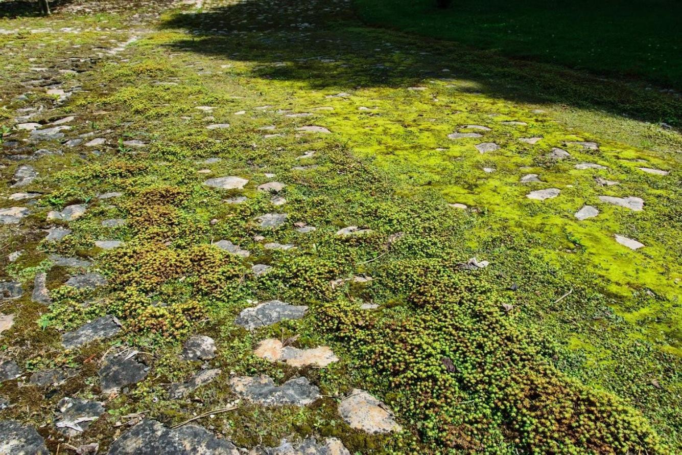 Rittergut/Gutshaus Grossgestewitz Наумбург Екстериор снимка